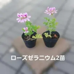 ②☆四季に咲く☆レースラベンダー☆現物です☆ - メルカリ