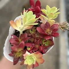 多肉植物抜き苗セット
