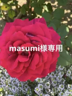 masumi様専用