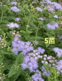 블루 후지바카마 ♡ 유파트리움 셀레스티움 모종 5개