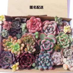 多肉植物 カット苗 詰め合わせ セット ①