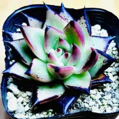 多肉植物 ☘️黒檀☘️韓国苗育成 抜き苗 e142のサムネイル