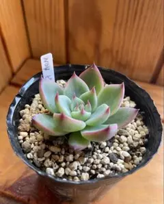 紅花ビット錦／ダウニー錦 多肉植物 エケベリア 美斑入り 新種 抜き苗