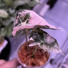 2026年最新】アロカシア 斑入り ピンクの人気アイテム - メルカリ