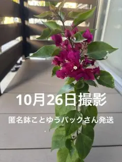 ブーゲンビリア 大株 海外種 三色変色 花蕾多数付き ブーゲンビレアの