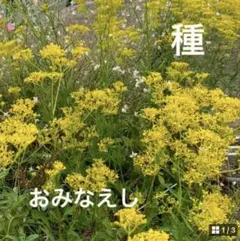 日香＊アロマワックスサシェ・リース＊様 リクエスト 2点 まとめ商品