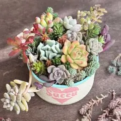 多肉寄植えsetリバーシブルリメ缶付き(マカロンピンク＆シャーベットグリーン♡)