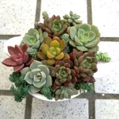 (75) 多肉植物　寄せ植えセット　抜き苗、カット苗