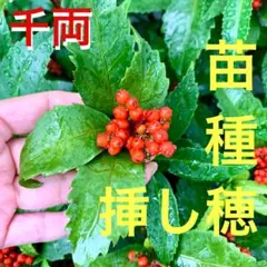 縁起物♪赤い実のセンリョウ♪千両苗or種No.55