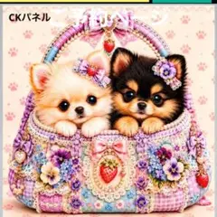 激レアポメラニアン、マルチーズ、トイプー、チワワ、パピヨン