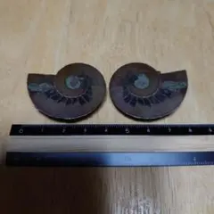 マダガスカル産アンモナイト化石ハーフカット - メルカリ