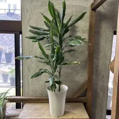 観葉植物　ドラセナ　ステウドネリ　ジェレのサムネイル