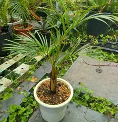 希少 サイカス・ペトラエア ラオスの珍しいソテツ サイカス 塊根