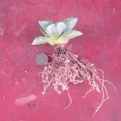 KANAMI様 リクエスト 2点 まとめ商品