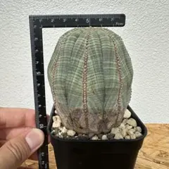 ユーフォルビア オベサ オールド 4号ブラックポット メス株 ユーフォルビア オベサ オールド 4号ブラックポット メス株 - メルカリ