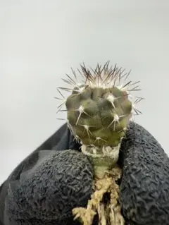 むささび様 リクエスト 5点 まとめ商品