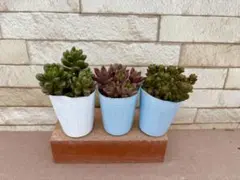 多肉植物・セダムセット③