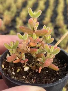 鈴木小夜子様 リクエスト 2点 まとめ商品