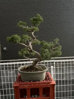 2025年最新】糸魚川真柏の人気アイテム - メルカリ