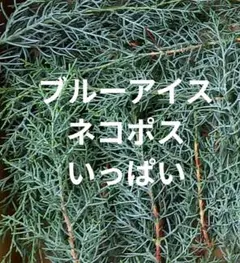 ブルーアイス　ネコポス ドライフラワーリース材料　コニファー