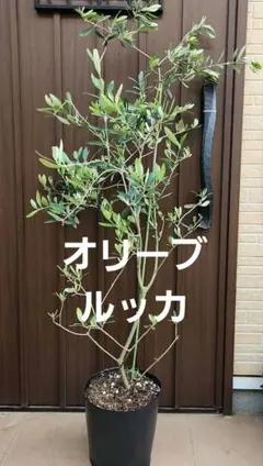 ⑦ オリーブの木「シプレッシーノ」8号特大苗木最高等級極上品‼️実