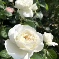 バラ ボレロ C 挿し木苗 とっても良い香り - メルカリ
