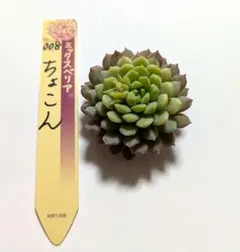 多肉植物　おらいさん苗　ミックスベリア　ちょこん♥　カット苗　札なし