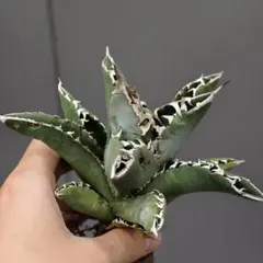 アガベ ハイブリッド キシロナカンサ×チタノタ 木刺×厳竜 台湾輸入