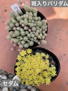 多肉植物　27 斑入りパリダム　セダム