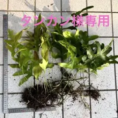 2026年最新】オキナワウラボシの人気アイテム - メルカリ