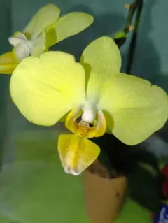 ♥ミディ胡蝶蘭　イエロー♥ 　花は無いけど　最先端が生きて蕾出る可能性高いのサムネイル