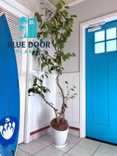 40【ユーフォルビア約140cm】大型観葉植物｜西海岸インテリア｜ 40【ユーフォルビア約140cm】大型観葉植物｜西海岸インテリア｜ - メルカリ