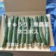 きゅうり　無農薬　ネコポスのサムネイル