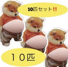 10枚セット　１０匹セット　柴犬シール　お腹シール　おなかシール　3D 　シール