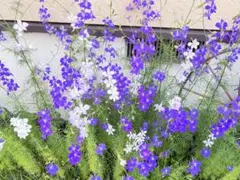 ぽちこ様 リクエスト 2点 まとめ商品