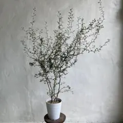 メラレウカ・レボリューションゴールド 8号鉢 (100cm) calm cafe