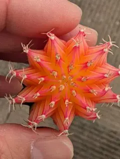 2025年最新】緋牡丹 錦の人気アイテム - メルカリ