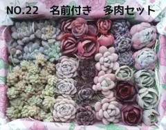 R*a様 NO.22　多肉植物　♥️名前付き　多肉セット　寄せ植えセット　多肉弁