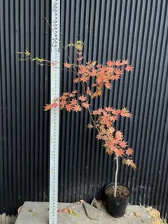 2025年最新】コハウチワカエデの人気アイテム - メルカリ