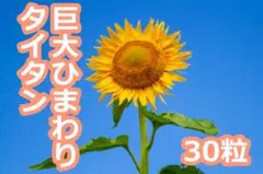 巨大ひまわりタイタン 30粒