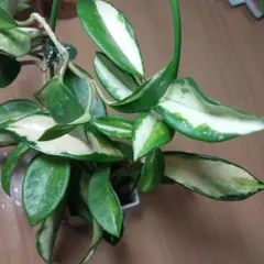 Tsht_105様 リクエスト 5点 まとめ商品