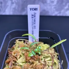 正規タグ付き　Homalomena hyb. 濡烏× スラウェシナロー（神畑）のサムネイル