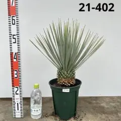 2025年最新】ユッカロストラータの人気アイテム - メルカリ