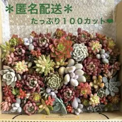 多肉植物　カット苗詰め合せ　寄せ植セット　匿名配送