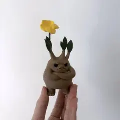 パキポディウム・グラキリス KAIKA Mサイズのサムネイル
