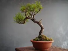 黒松 小品盆栽 現品 懸崖風 六角鉢 樹高約14cm - メルカリ
