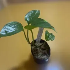 ポトス パステルシャワー 観葉植物のサムネイル