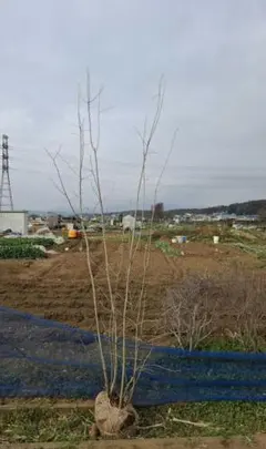 アオハダ 株立ち －アオダモ、アオハダ、カエデ、モミジー - メルカリ