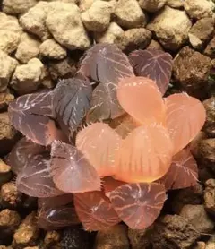 多肉植物　ハオルチア　秋思いオブツーサ錦　鮮明錦　超美品