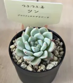 つぶつぶ屋さん ジェシー - メルカリ